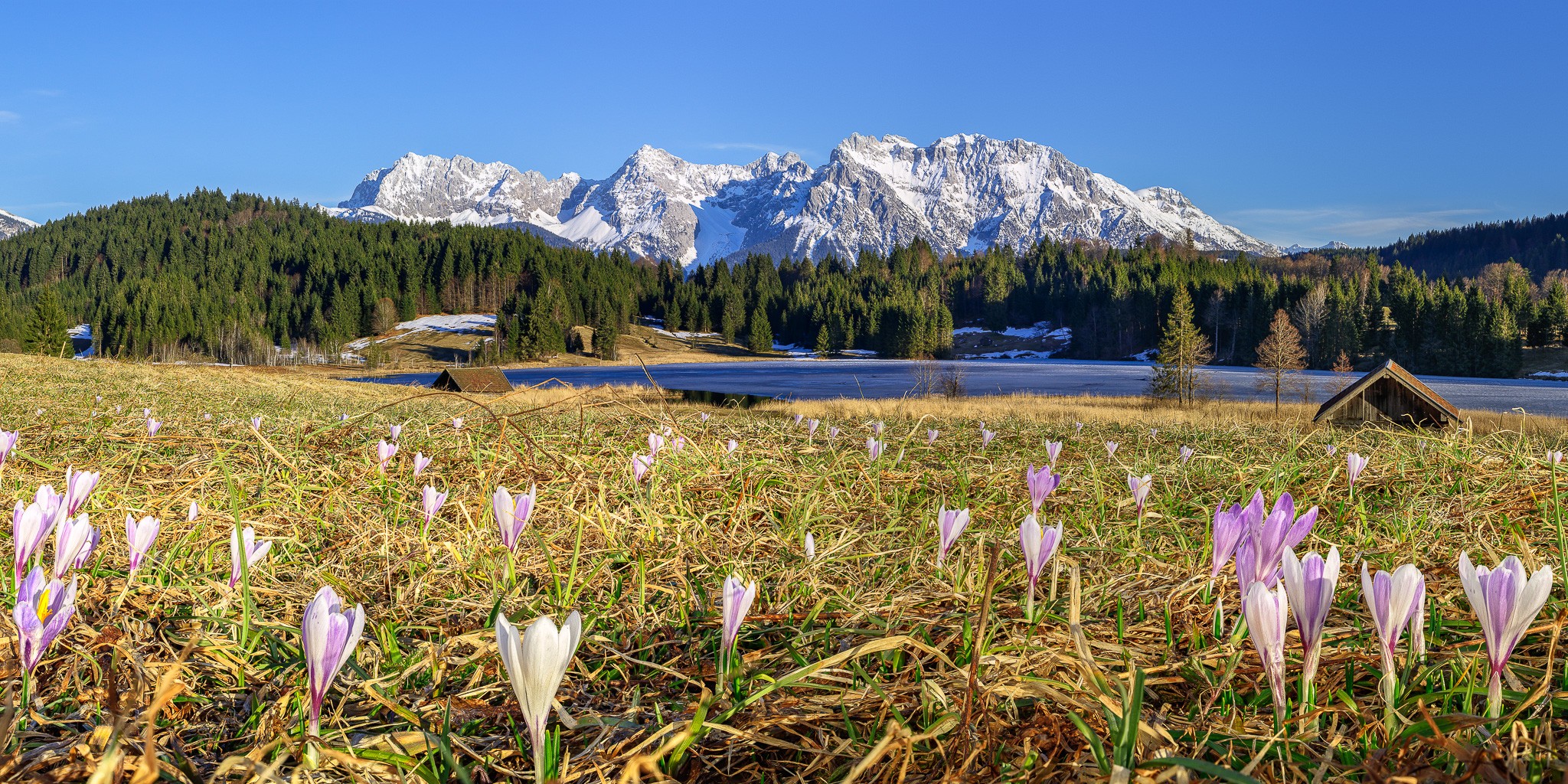 Die Krokusblüte in Gerold lockt jedes Jahr viele Naturliebhaber an. Der Geroldsee ist noch größtenteils zugefroren und die Berge sind noch verschneit.