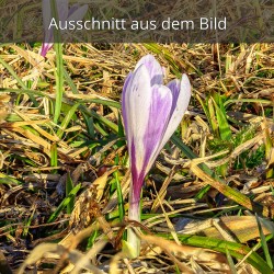 Krokus lila weiß Alpen