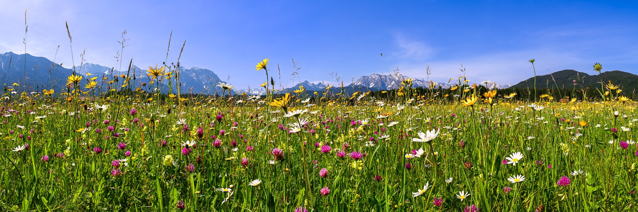 Blumenwiese in den bayerischen Bergen bei Krün. Hier blühen Margeriten, Wiesen-Bocksbart, Klee, Klappertopf, Witwenblumen.