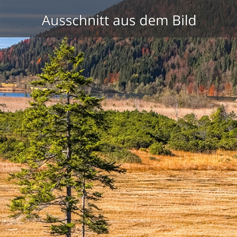 Streudrische am Barmsee