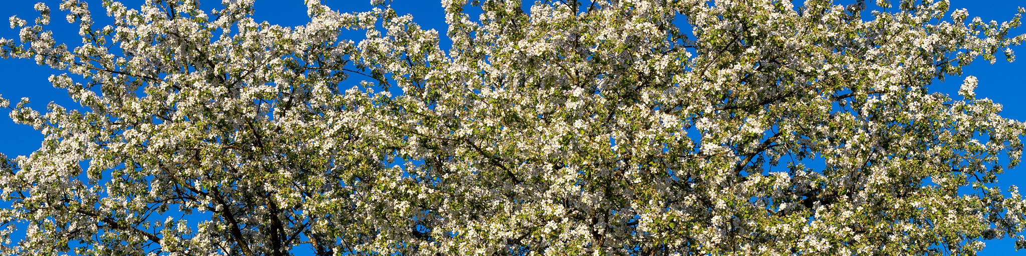 Apfelblüten - Wilder Apfelbaum