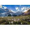 Alpen Krokus - Engalm - Karwendel
