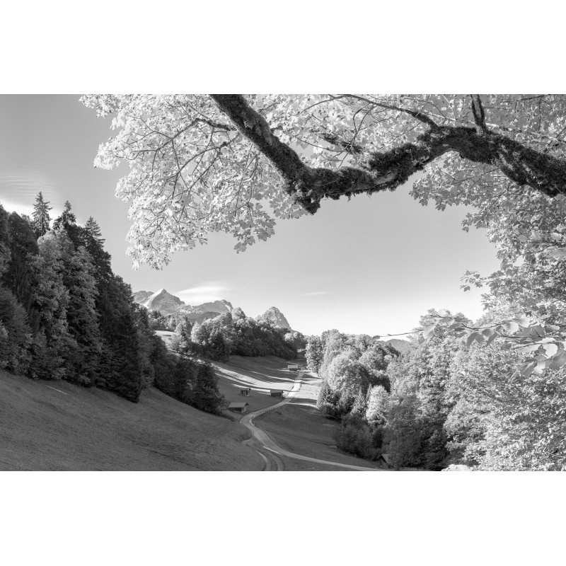 Herbstlaub - Ahorn am Wamberg - schwarz-weiß