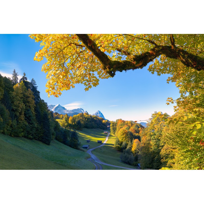 Herbstlaub - Ahorn am Wamberg