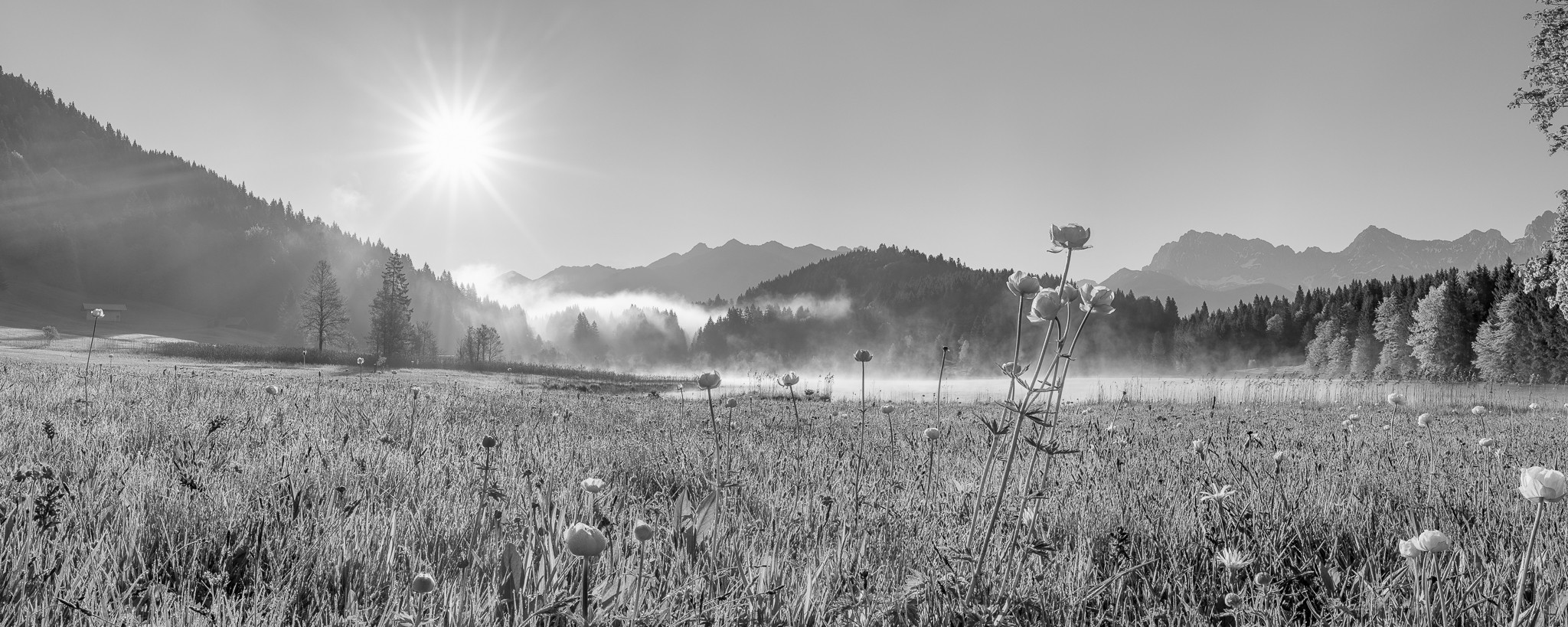 Schwarz-Weiß - Früh am Morgen bei Sonnenaufgang am Geroldsee - schwarz-weiß. Die Nebelschwaden verziehen sich und die Tropfen vom Morgentau hängen noch an den Blumen und Gräsern.
