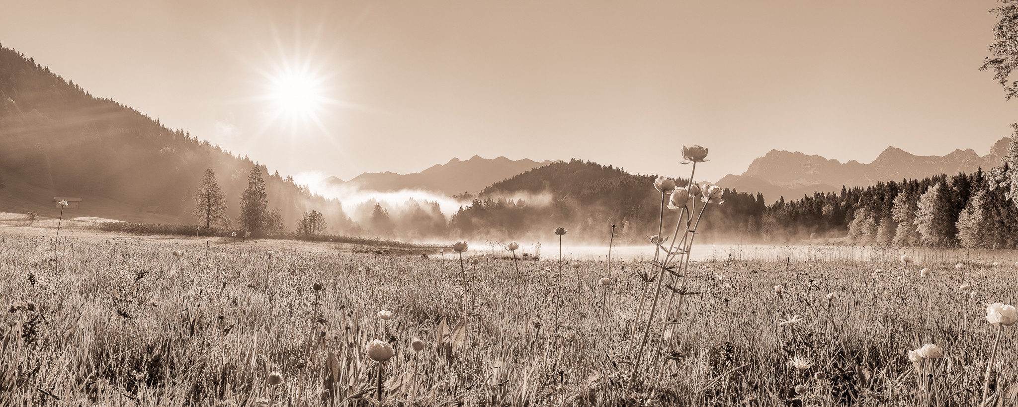 Früh am Morgen bei Sonnenaufgang am Geroldsee - SEPIA. Die Nebelschwaden verziehen sich und die Tropfen vom Morgentau hängen noch an den Blumen und Gräsern.