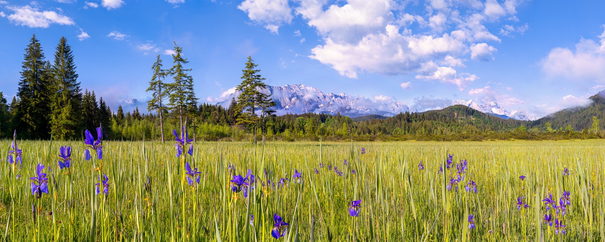 Schwertlilien-Iris-sibirica. Moorwiese am Barmsee mit vielen blauen Sibirischen Schwertlilien. Im Hintergrund das Wettersteingebirge mit der Alpspitze und Zugspitze.