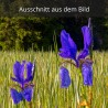 Schwertlilien-Iris-sibirica - blau