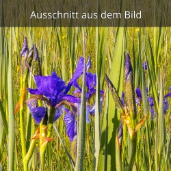 Iris-sibirica