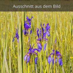 Iris Sibirica Wiese