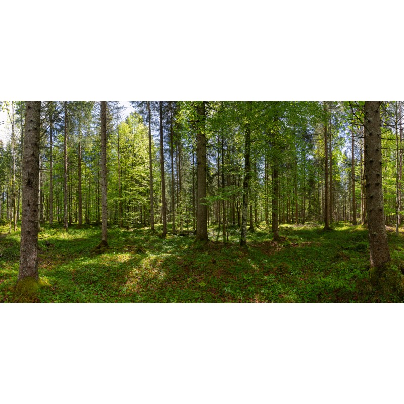Mischwald Wald im Frühjahr hochauflösend