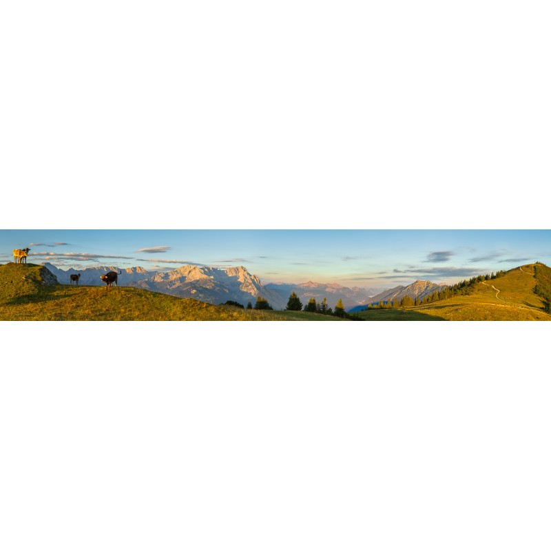 Panorama Wank-Zugspitze mit Kälbern bei Sonnenaufgang