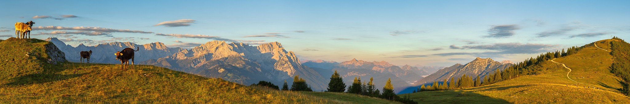 Bergpanorama am Wank mit Blick auf Alpspitze, Zugspitze, Waxenstein und Kramerspitz. Auf der Almwiese genießen die Kälber die ersten Sonnenstrahlen.