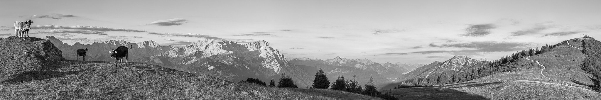 Die Kälber am Wank bei Garmisch-Partenkirchen genießen die ersten Sonnenstrahlen. Das Bergpanorama mit Alpspitze, Zugspitze Waxenstein und Kramerspitz wird von der Morgensonne erleuchtet.