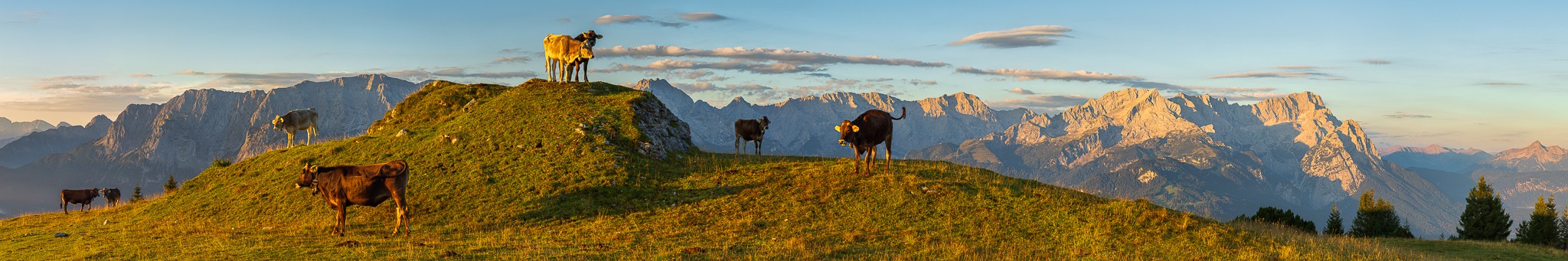 Bergpanorama mit Kühen auf der Almwiese bei Sonnenaufgang. Die Kälber am Wank bei Garmisch-Partenkirchen erfreuen sich an den ersten Sonnenstrahlen. Im Hintergrund das Wettersteingebirge von der Unteren Wettersteinspitze bis zur Zugspitze.
