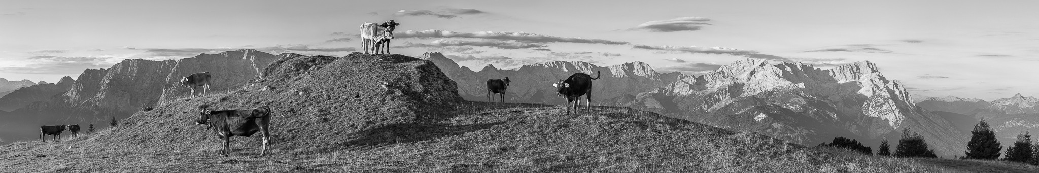 Die Kühe genießen die ersten Sonnenstrahlen auf ihrer Almwiese am Wank. Im Hintergrund das Wettersteingebirge mit Alpspitze und Zugspitze.