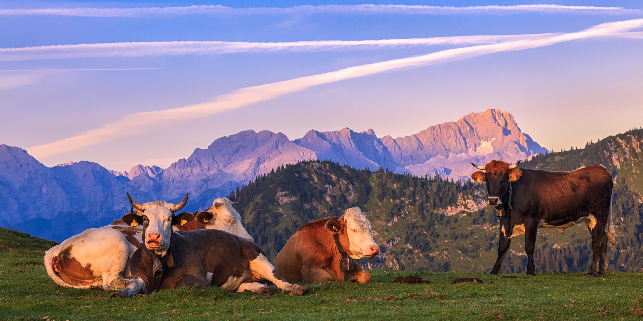 Zugspitze Kälber - Morgenruhe. Kühe auf der Alm mit Bergpanorama