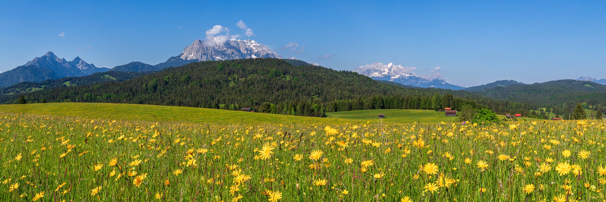 Blumenwiese in den Bergen. Blumenwiese auf den Buckelwiesen zwischen Krün und Mittenwald.