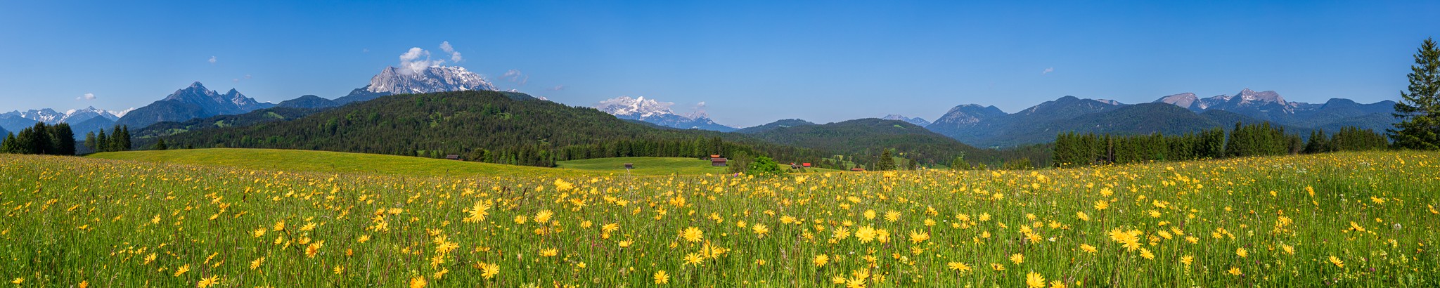 Blumenwiese in den Bergen Panorama. Wiesenblick von den Buckelwiesen zwischen Krün und Mittenwald auf das Wettersteingebirge.