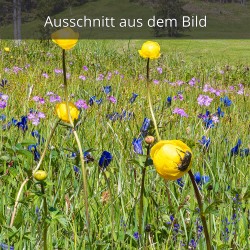 Tollblumen und Enzian