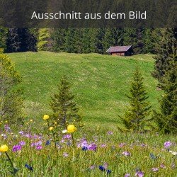 Wiese an der Elmauer Alm