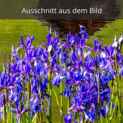 Schwertlilien - iris sibirica