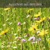 Blumenwiese Wiesenbocksbart Margariten Ackerwitwenblume Hahnenfuß