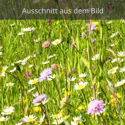 Blumenwiese Wiesenbocksbart Margariten Ackerwitwenblume Hahnenfuß