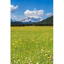 Blumenwiese mit Alpspitze, Wiesenbocksbart, Margariten, Ackerwitwenblume