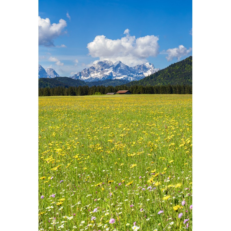 Blumenwiese mit Alpspitze