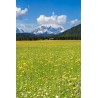 Blumenwiese mit Alpspitze, Wiesenbocksbart, Margariten, Ackerwitwenblume