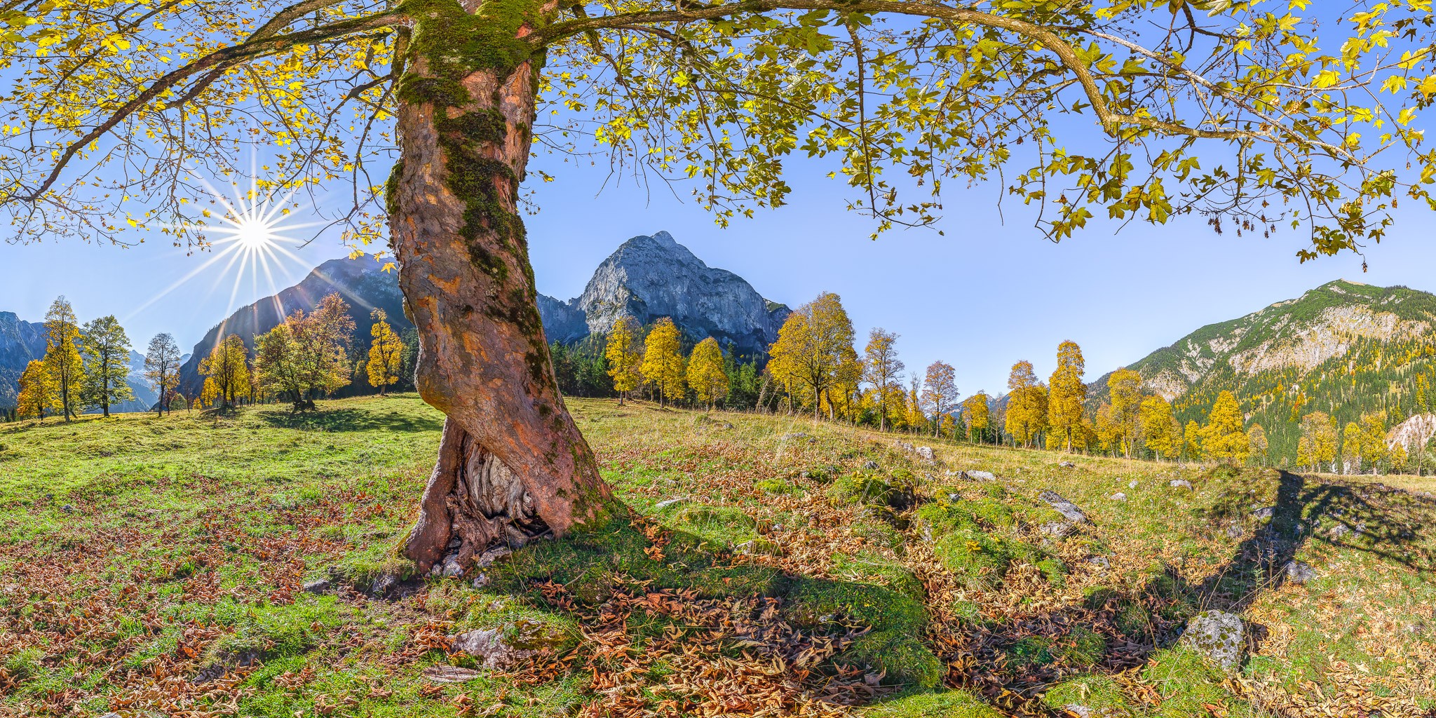 Unter einem alten Ahorn am großen Ahornboden im Karwendel. Idyllische Herbststimmung unter dem Baum mit Blick auf die Berge.