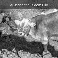 Kalb Grauvieh auf der Alm