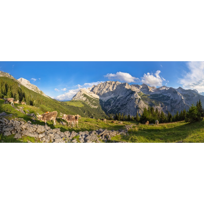 Karwendeltal - Kälber auf der Almwiese