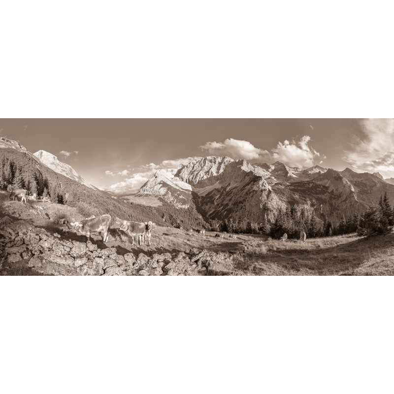 Karwendeltal - Kälber auf der Almwiese sepia