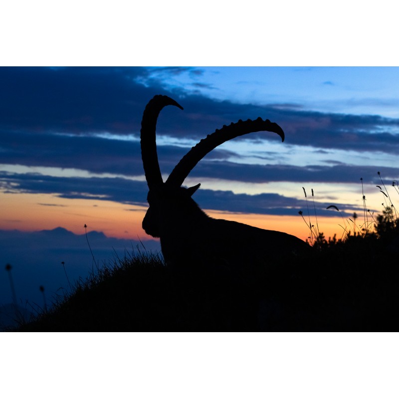 Steinbock Abendblick