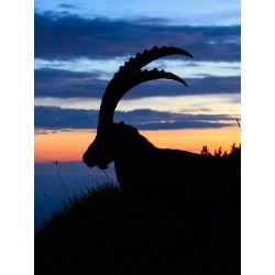 Steinbock Silhouette hochkant