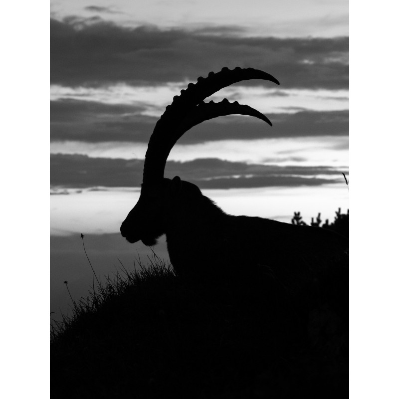 Steinbock Silhouette hochkant schwarz-weiß