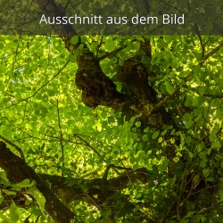 Laubbaum Linde