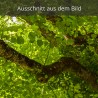 Linde
