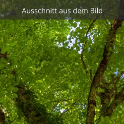 Linde Blätter