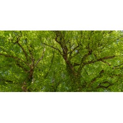 Linde - Blätterdach Waldbild Laubhimmel