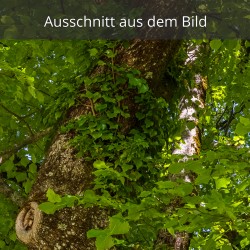 Efeu am Lindenstamm