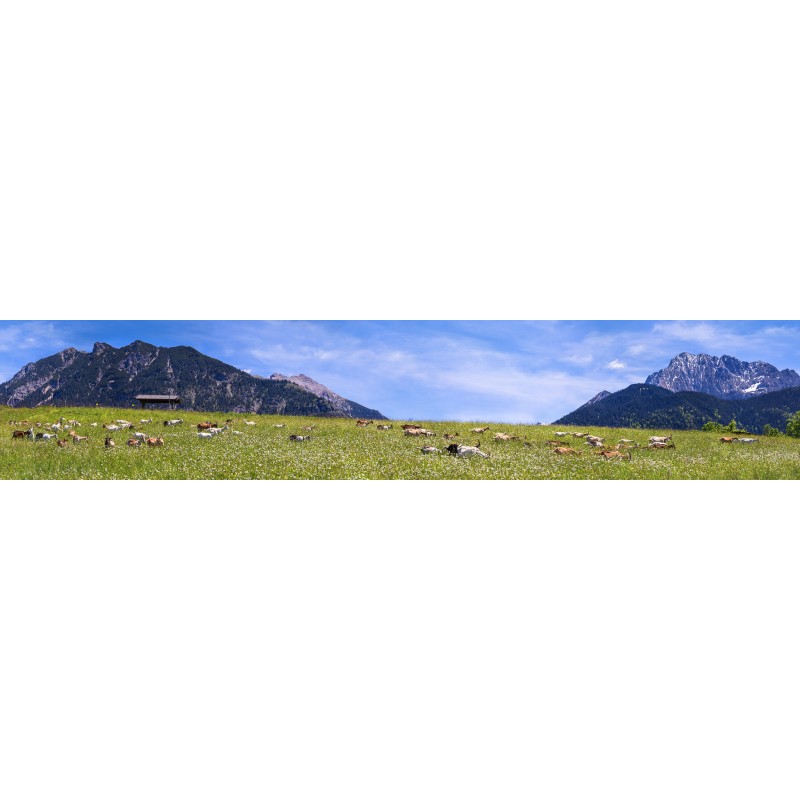 Ziegenwiese - Goaßalm Buckelwiesen