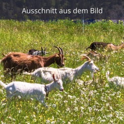 Ziegen