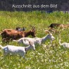 Ziegen