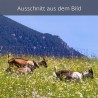 Ziegenwiese Goaßalm