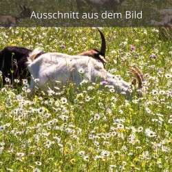 Ziegen auf einer Blumenwiese