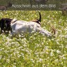 Ziegen auf einer Blumenwiese