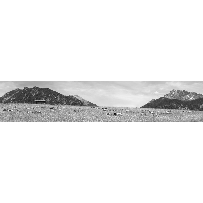 Ziegenwiese - Goaßalm Buckelwiesen schwarz-weiß